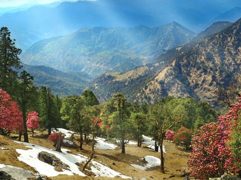 Uttarakhand final