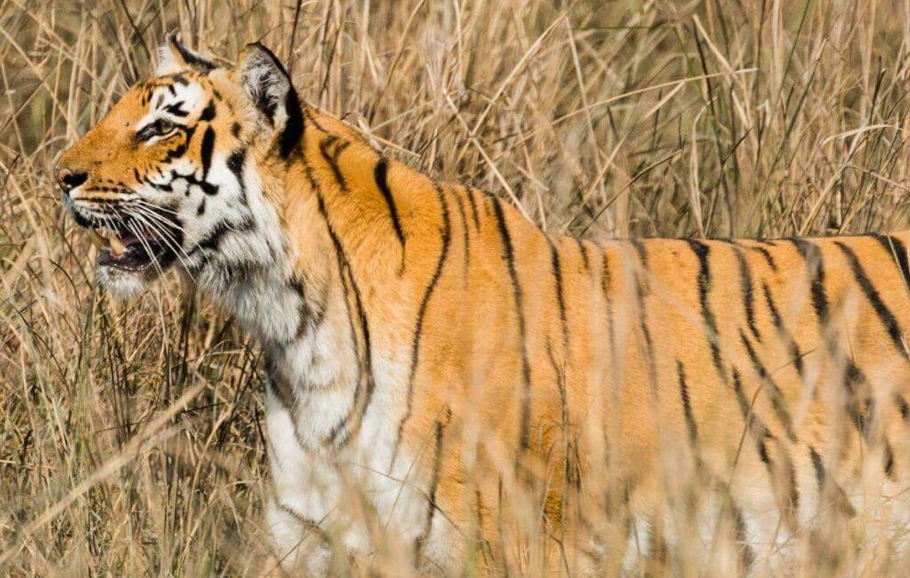Jim Corbett National Park Tiger Uttarakhand scaled 1 e1734700995518