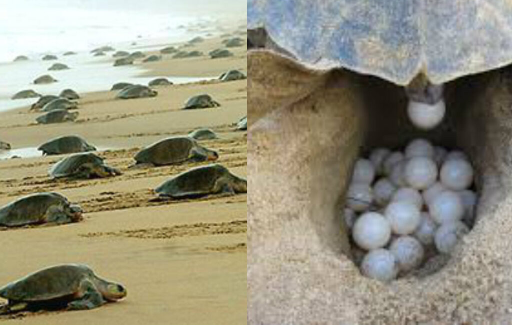 Turtle Nesting in Goa Main e1734761113569