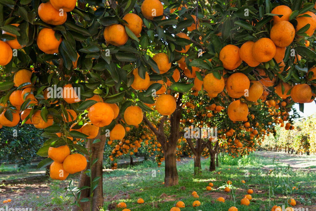 orange laden fruit trees in an orchard BF5PKE e1733926501498