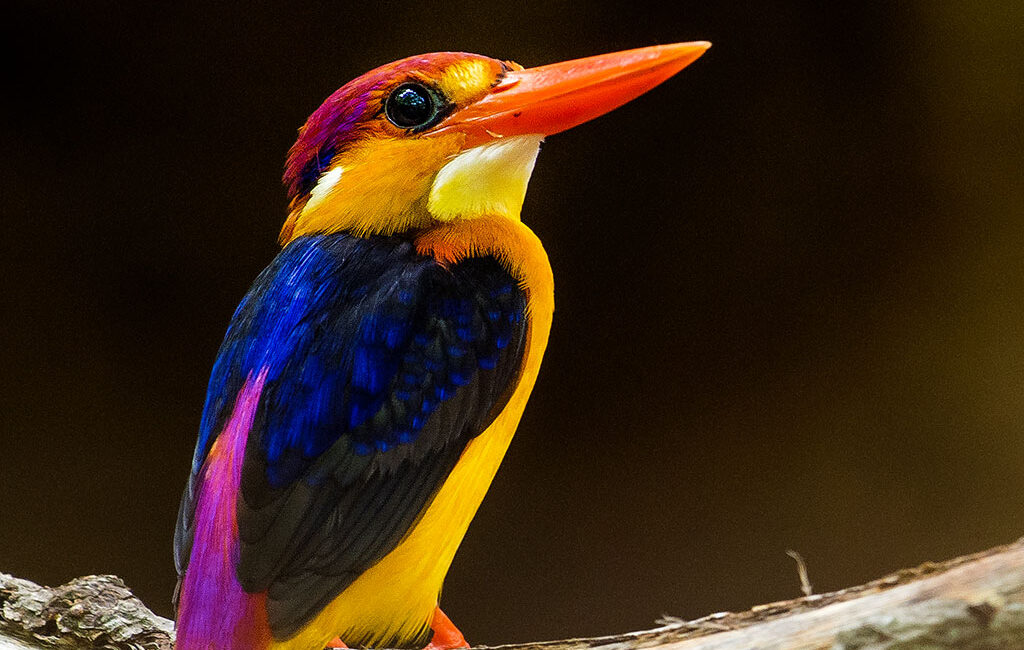oriental dwarf kingfisher e1734761361253