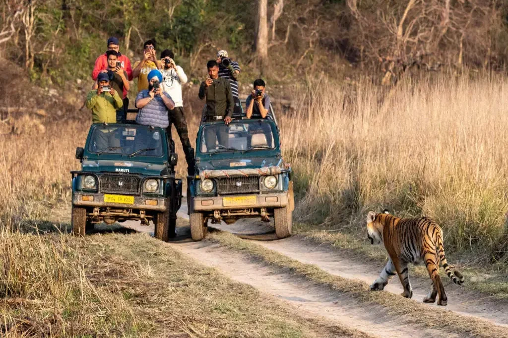 jungle safari in jim corbett national park 1200x900 1 e1737651331540