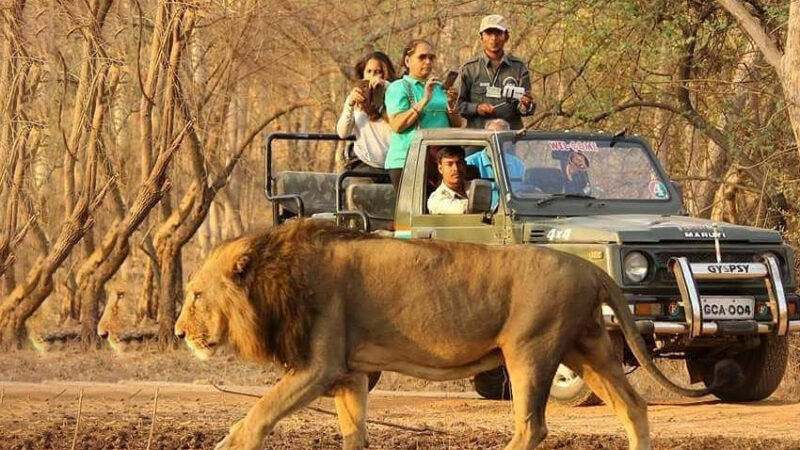 Sasan Gir National Park Gujarat