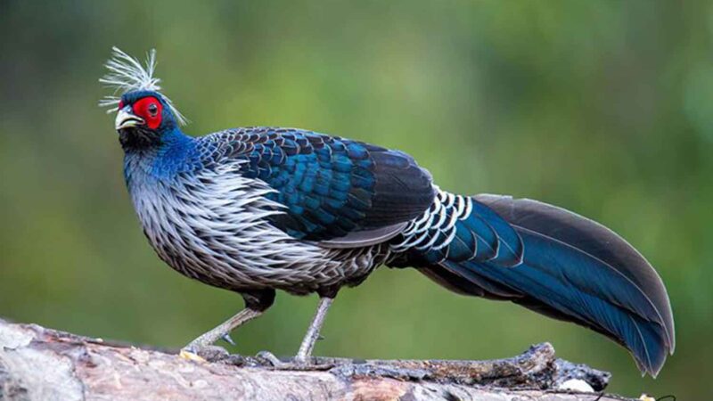 khalij pheasant 0